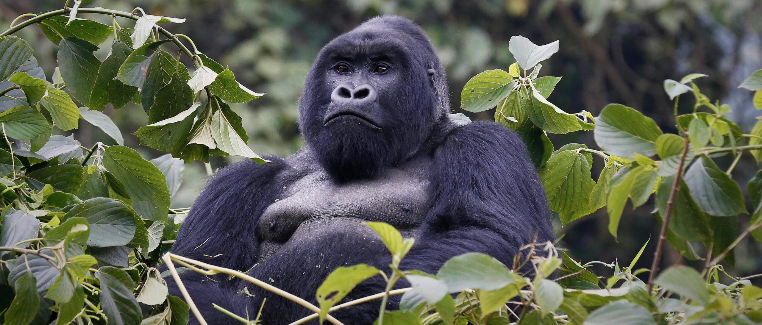 Gorilla trekking experiences