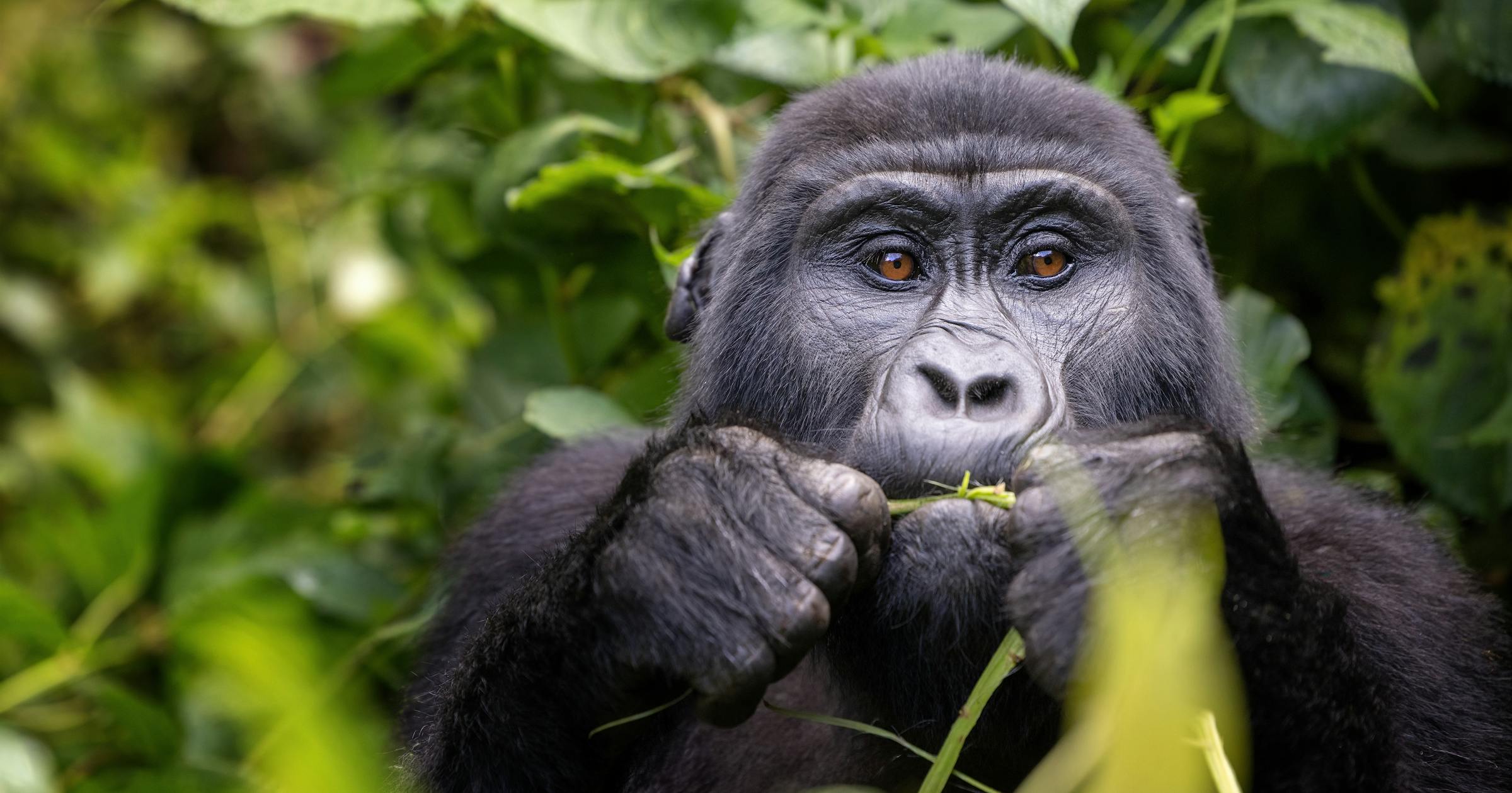 Uganda gorilla trekking