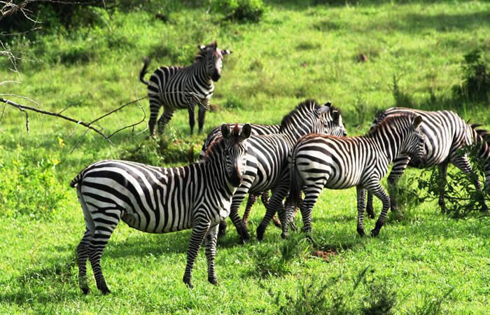 Wildlife safaris and game drives